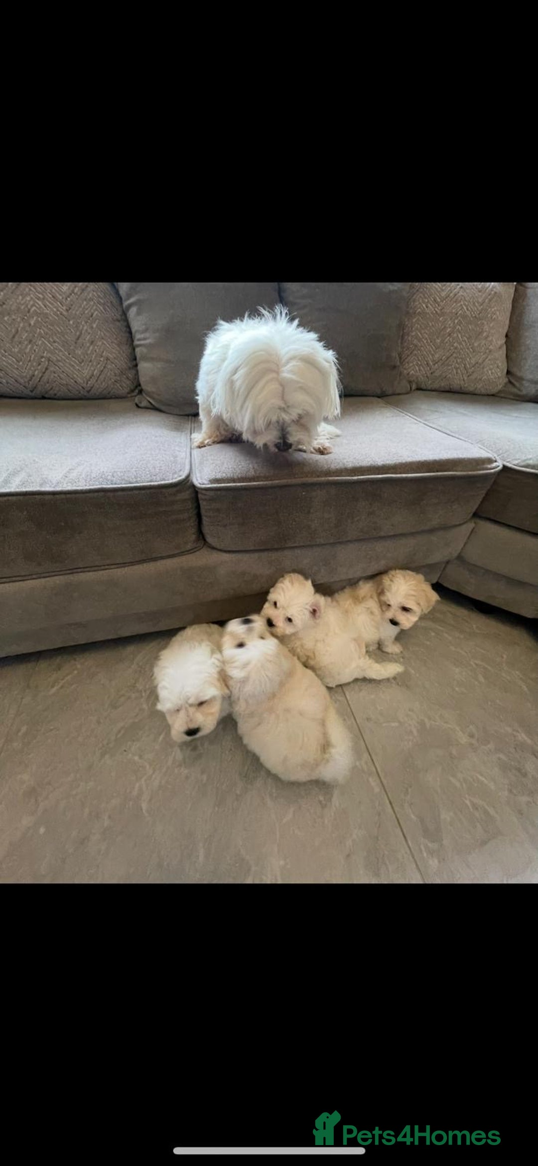 Maltipoo dogs for sale: Beautiful Maltipoo’s - Image 5