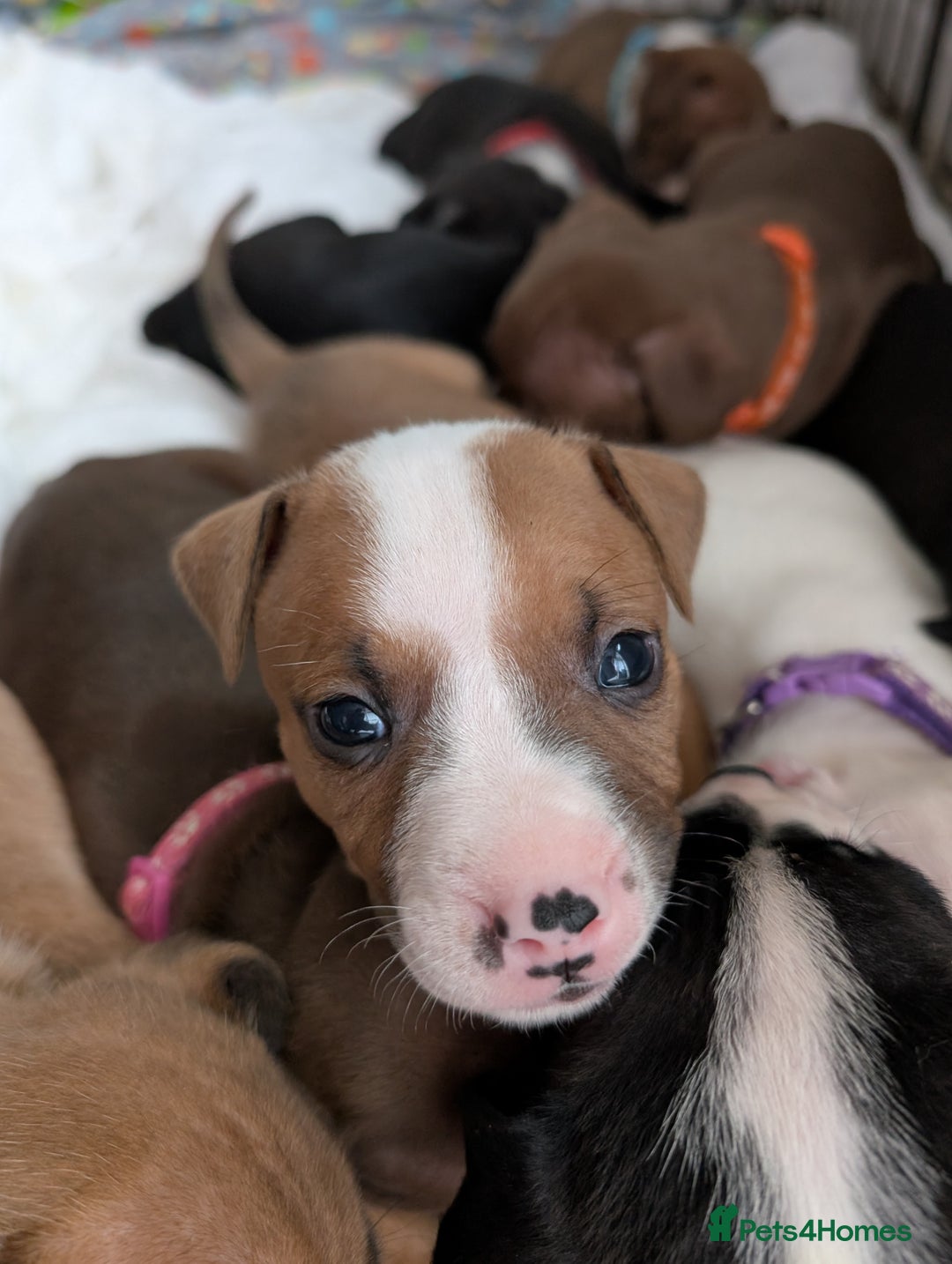 Mixed Breed dogs for sale: Beautiful American bulldog x staffie puppies  - Image 3