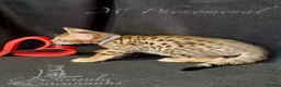 Savannah cats for sale: Exceptional Quality Tica Regist. Savannah kittens - Advert 18