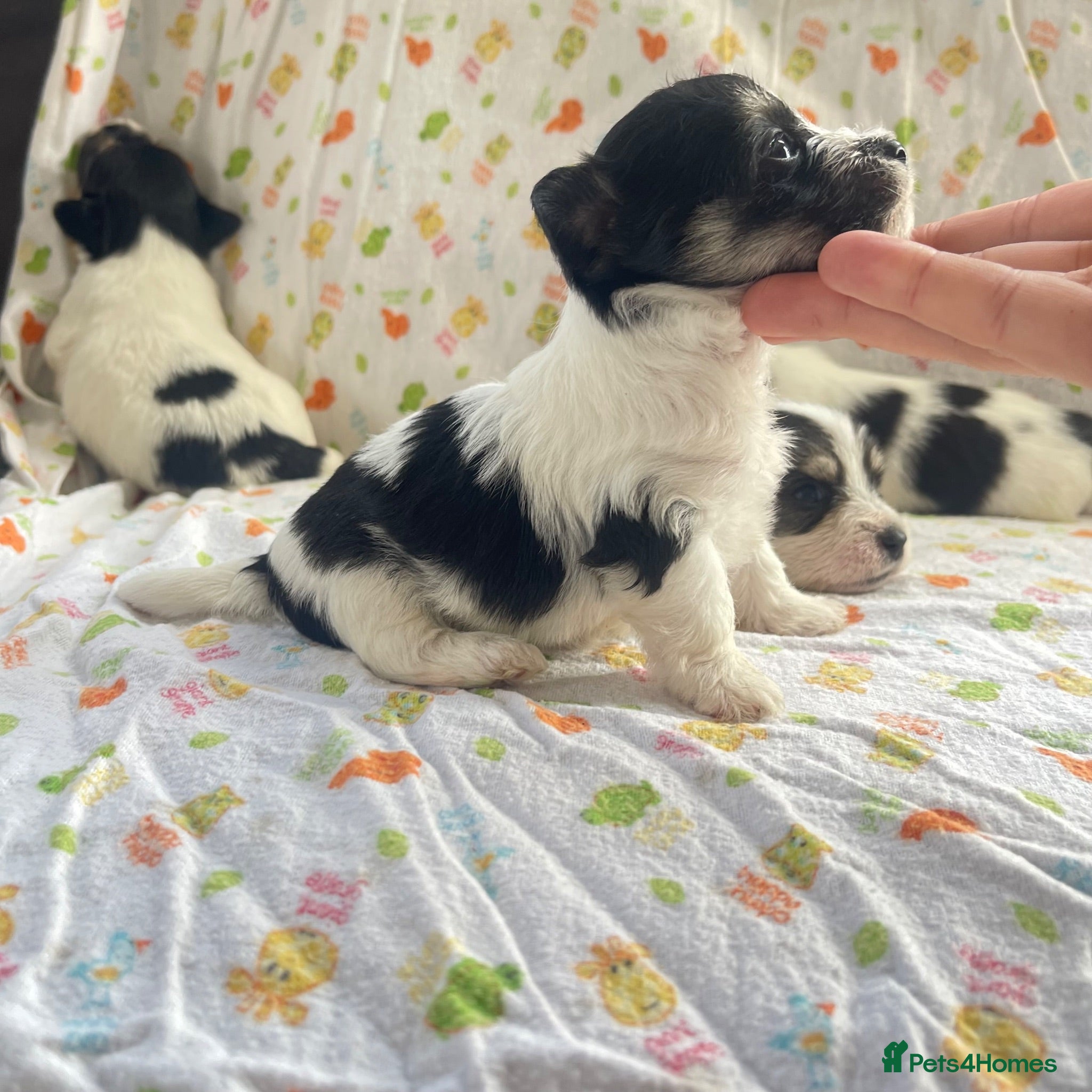 Mixed Breed dogs Litter of Sealyham cross cairn terrier puppies  - Advert 1