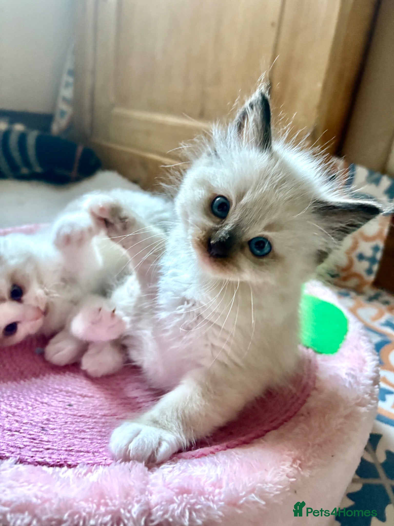 Ragdoll cats 💎 6 Blue/Seal Fluffy Ragdolls (TICA pedigree)✨💎 - Advert 12