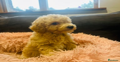 Poochon dogs - Advert 11