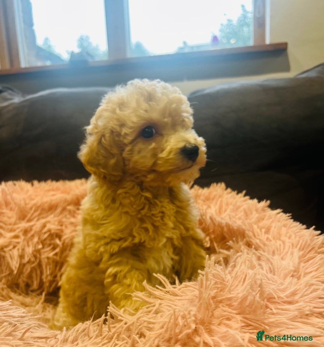 Poochon dogs for sale: Gorgeous F1 Poochon Puppies - Image 3