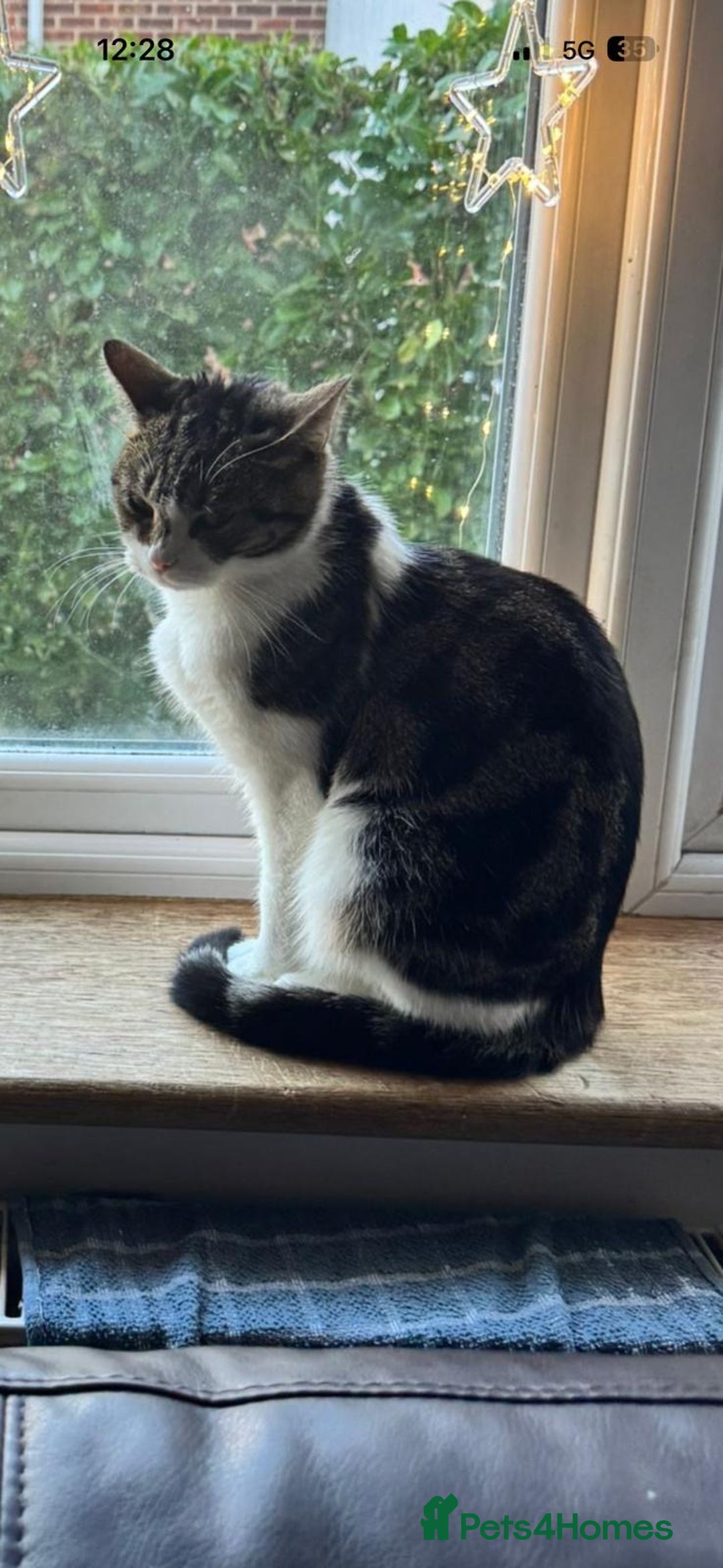 Mixed Breed cats for sale: Maisie the cat looking for loving home  - Advert 3