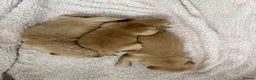 Golden Retriever dogs for sale: Dark golden retriever puppies kc reg - Advert 5