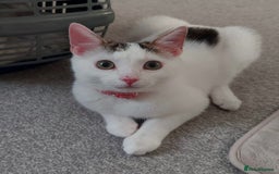 Mixed Breed cats for sale: He’s a playful house cat looking for a good home - Image 1