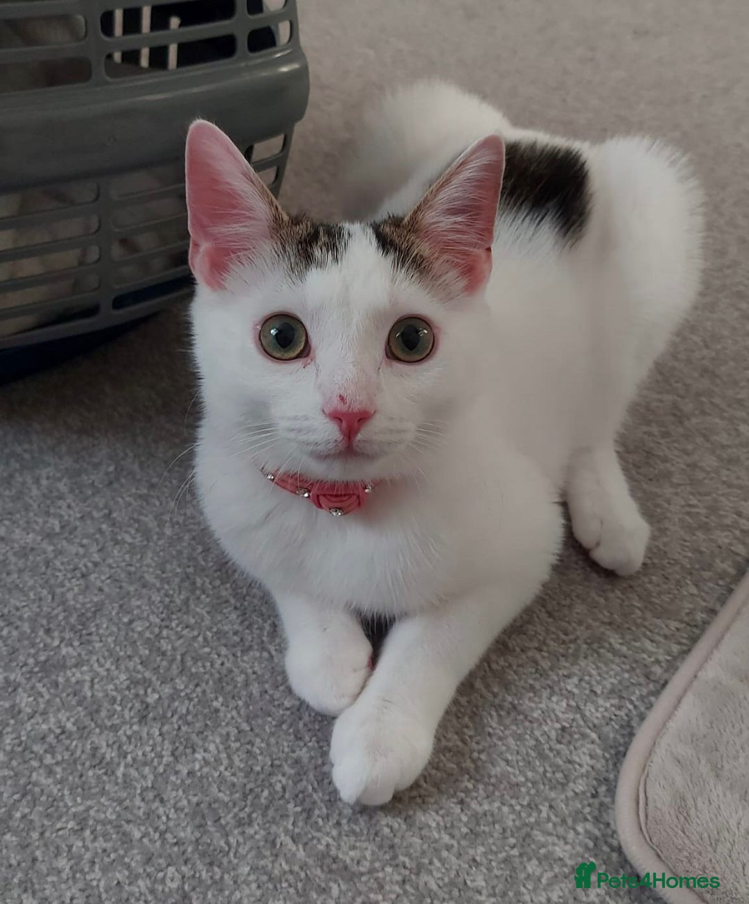 Mixed Breed cats for sale: He’s a playful house cat looking for a good home - Image 1