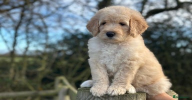 Mixed Breed dogs F1B SAINTBERNADOODLE FULL VET CHECKED ALL HEALTHY - Advert 7