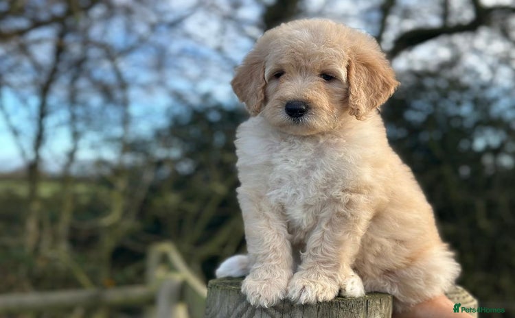 Mixed Breed dogs F1B SAINTBERNADOODLE BOYS AND GIRLS - Advert 2