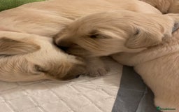 Golden Retriever dogs for sale: Fluffy Cream & Gold Golden Retriever Puppies - Image 11