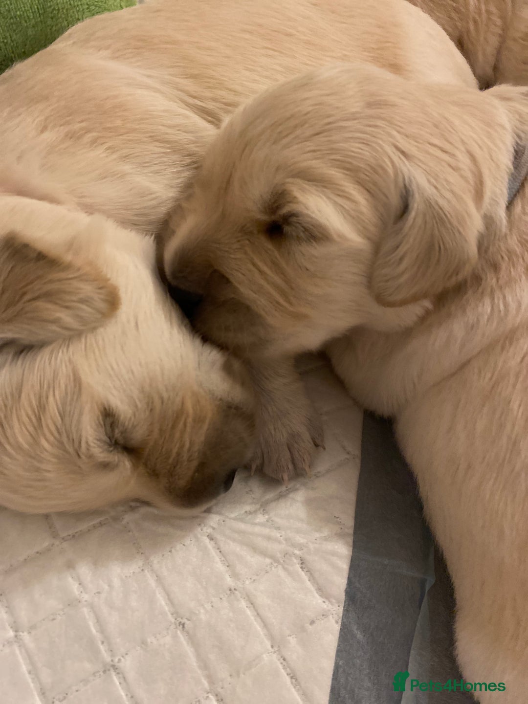 Golden Retriever dogs for sale: Fluffy Cream & Gold Golden Retriever Puppies - Image 11