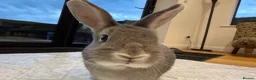 Mixed Breed rabbits for sale: Nibbles and Nora  in Southampton - Advert 5