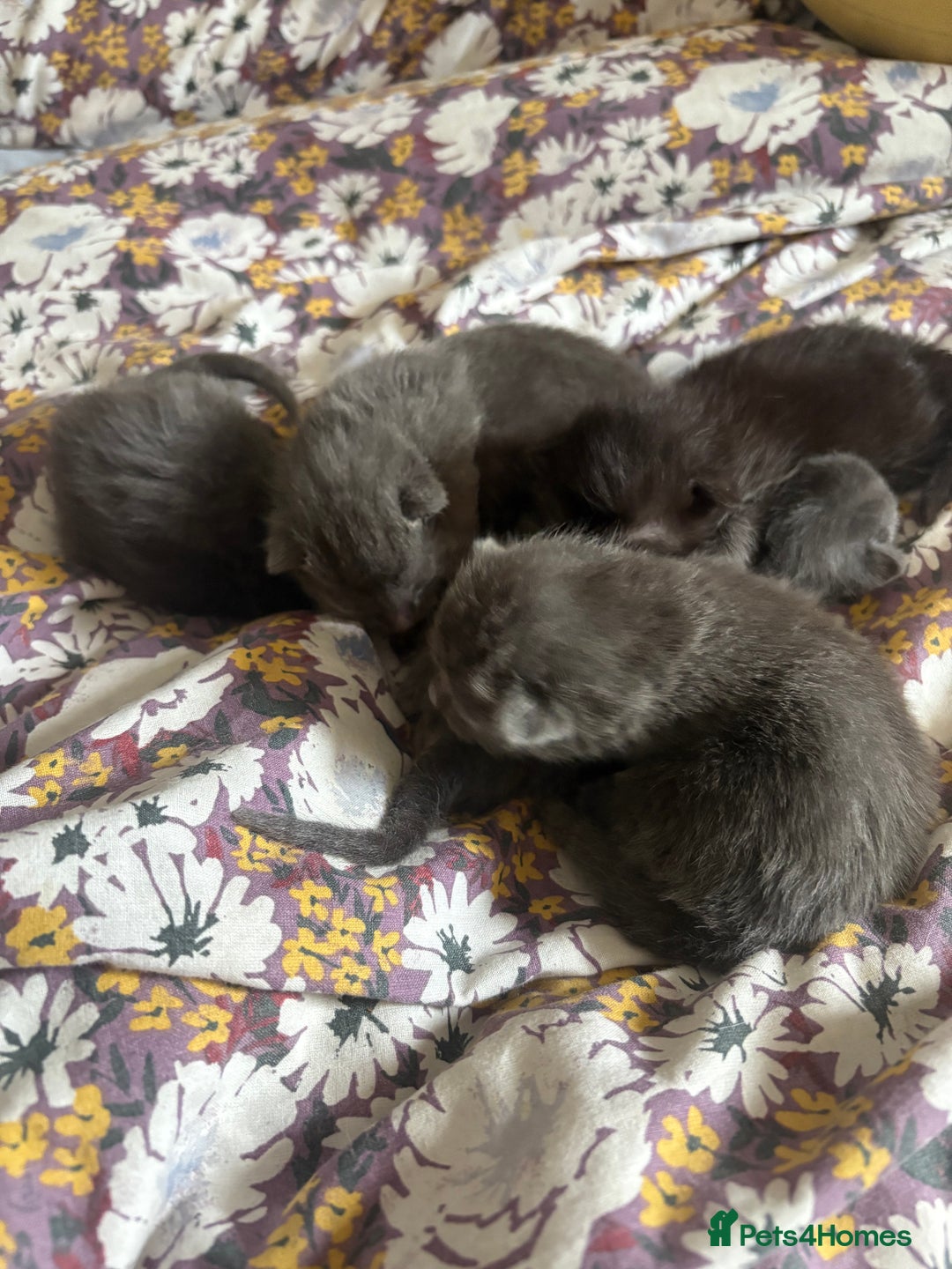 Mixed Breed cats for sale: Grey kittens for sale - Image 18