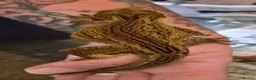Gecko reptiles for sale: Gargoyle gecko  - Advert 5