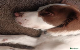 English Springer Spaniel dogs for sale: Sprinter spaniel  - Image 3