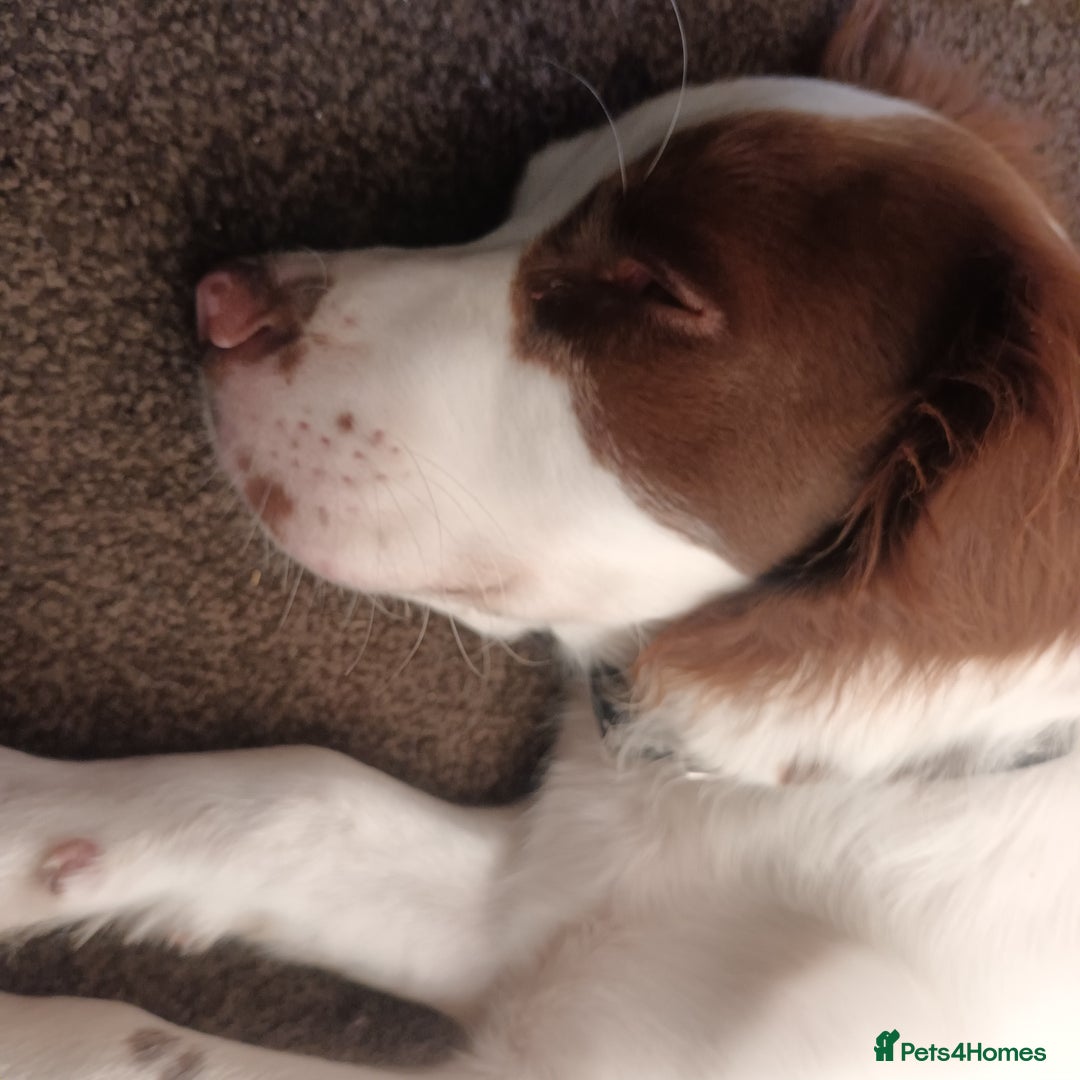 English Springer Spaniel dogs for sale: Sprinter spaniel  - Image 3