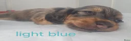 Dachshund dogs for sale: Miniature dachshunds puppies  - Advert 9