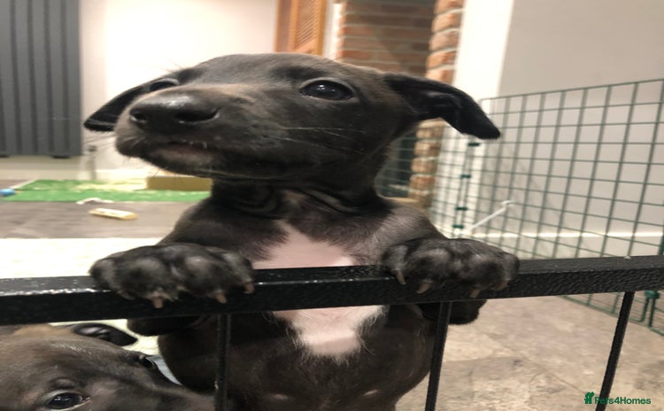 Italian Greyhound dogs - Advert 6
