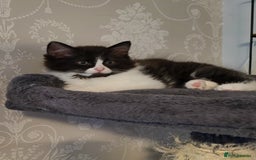 Ragdoll cats for sale: Adorable mixed Norwegian/Ragdoll left  in Dundee - Image 5