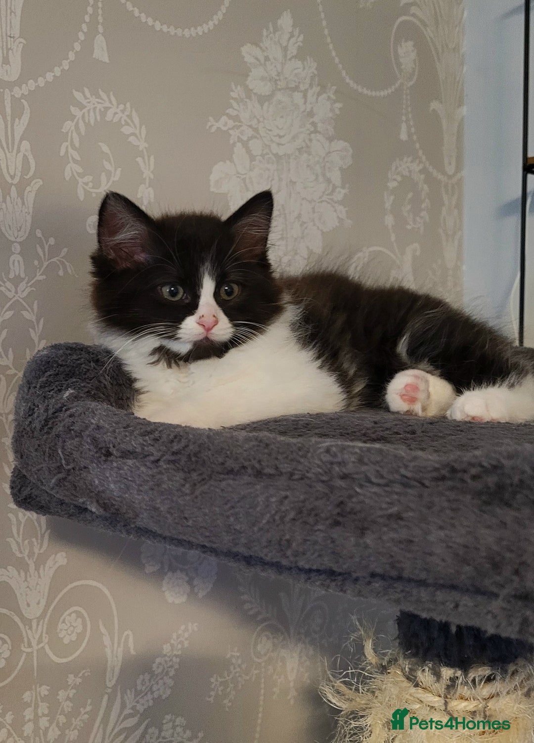 Ragdoll cats for sale: Adorable mixed Norwegian/Ragdoll left  in Dundee - Image 5