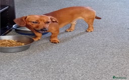 Dachshund dogs for sale: 2 dogs for sale  - Image 2