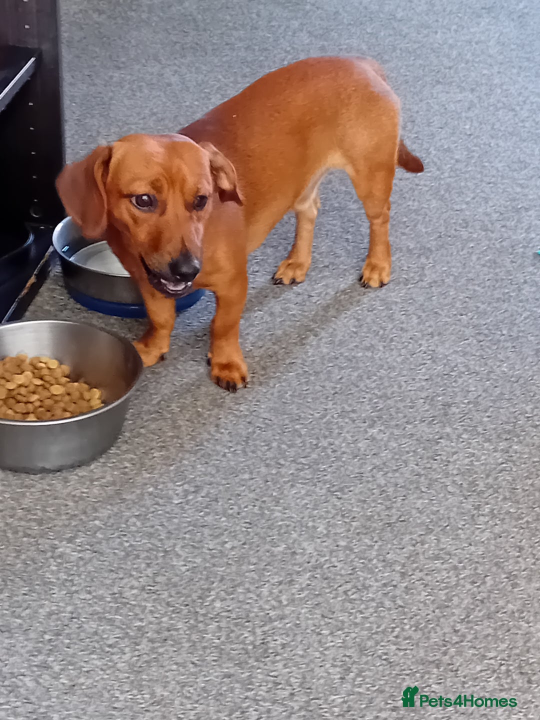 Dachshund dogs for sale: 2 dogs for sale  - Image 2