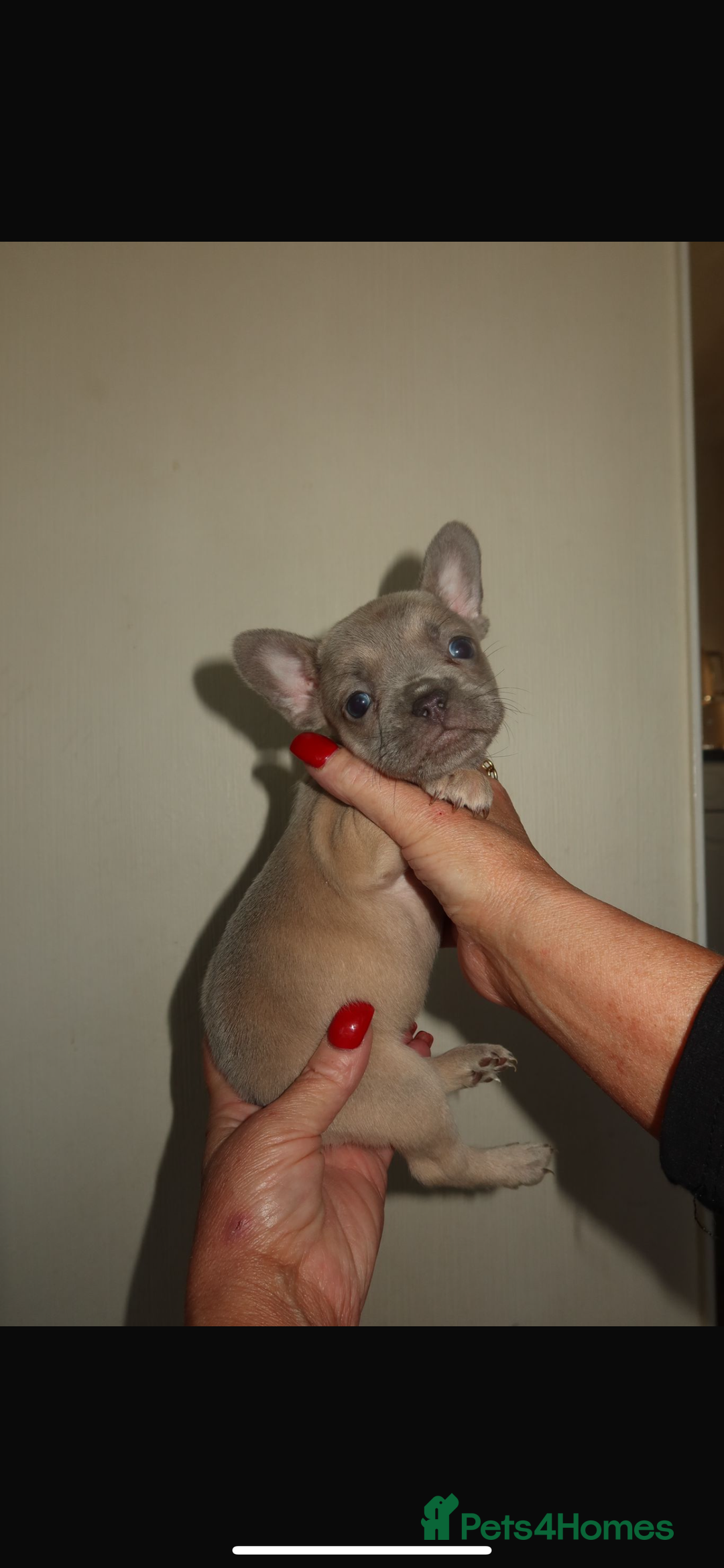French Bulldog dogs for sale: Reduced! Stunning french bulldogs  - Advert 13