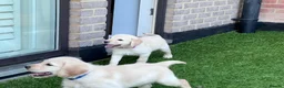 Labradoodle dogs for sale: Happy and healthy Labradoodle puppies! - Advert 13