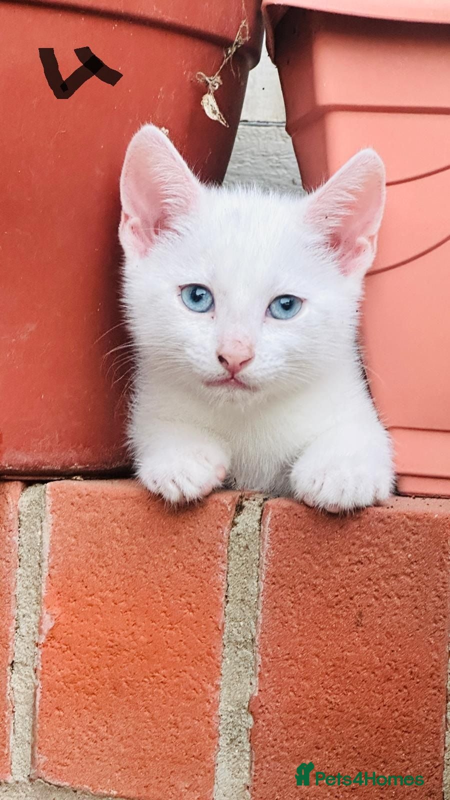 Mixed Breed cats Lovely kitten full of energy and love - Advert 2
