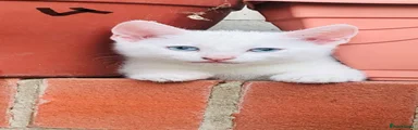 White lovely kitten with all blue eyes and very playful boy [Ragdoll cross] 