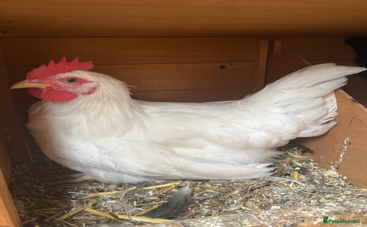 Chickens poultry - Advert 6