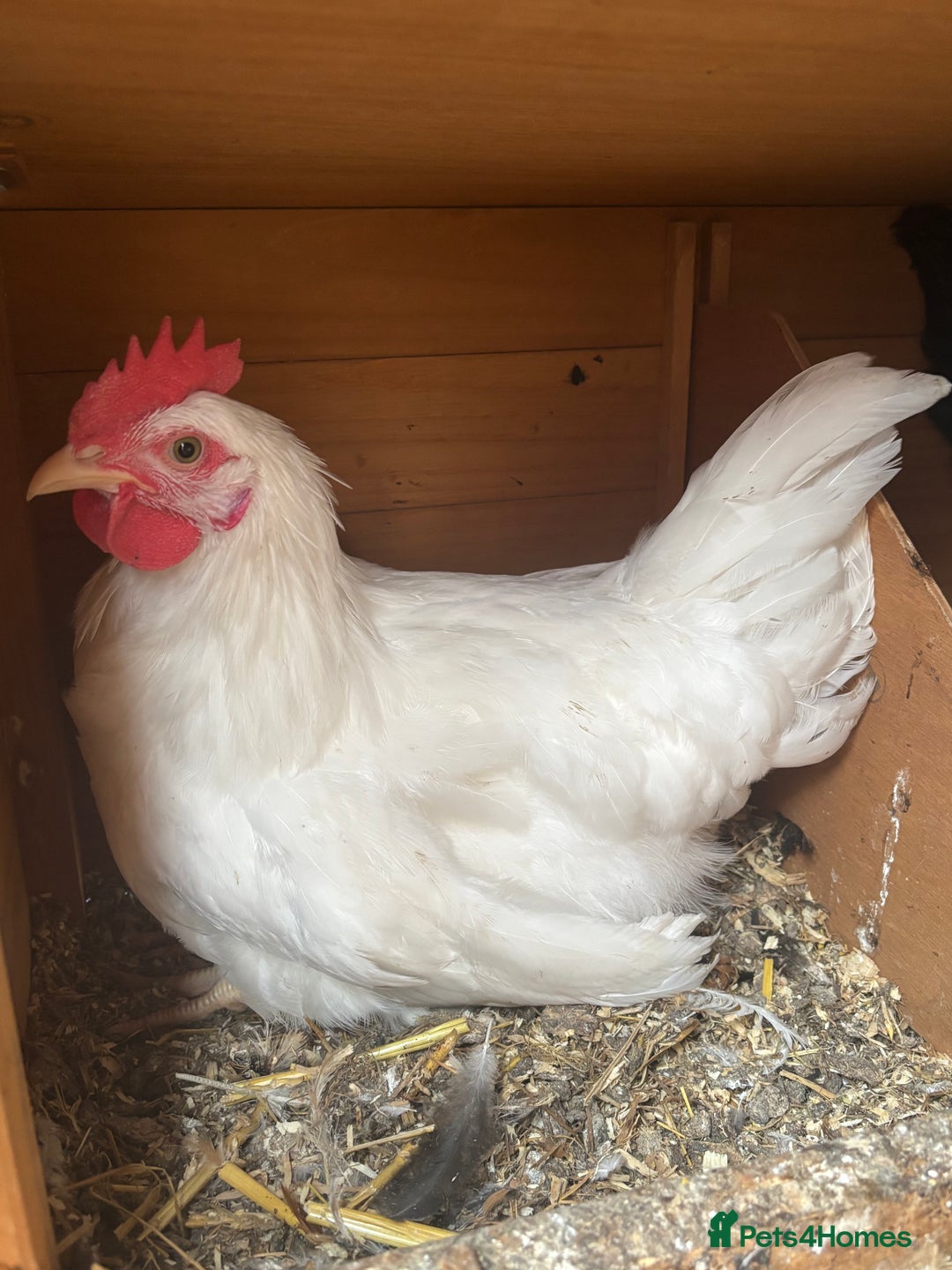 Chickens poultry for sale: 9 week old leghorn cockeral - Image 1