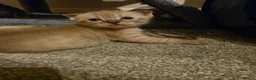 Bengal cats for sale: Adorable bengal X Scottish fold kittens - Advert 5
