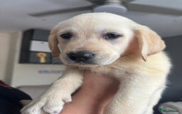Goldador dogs for sale: Goldador puppies 3 girls - Image 6