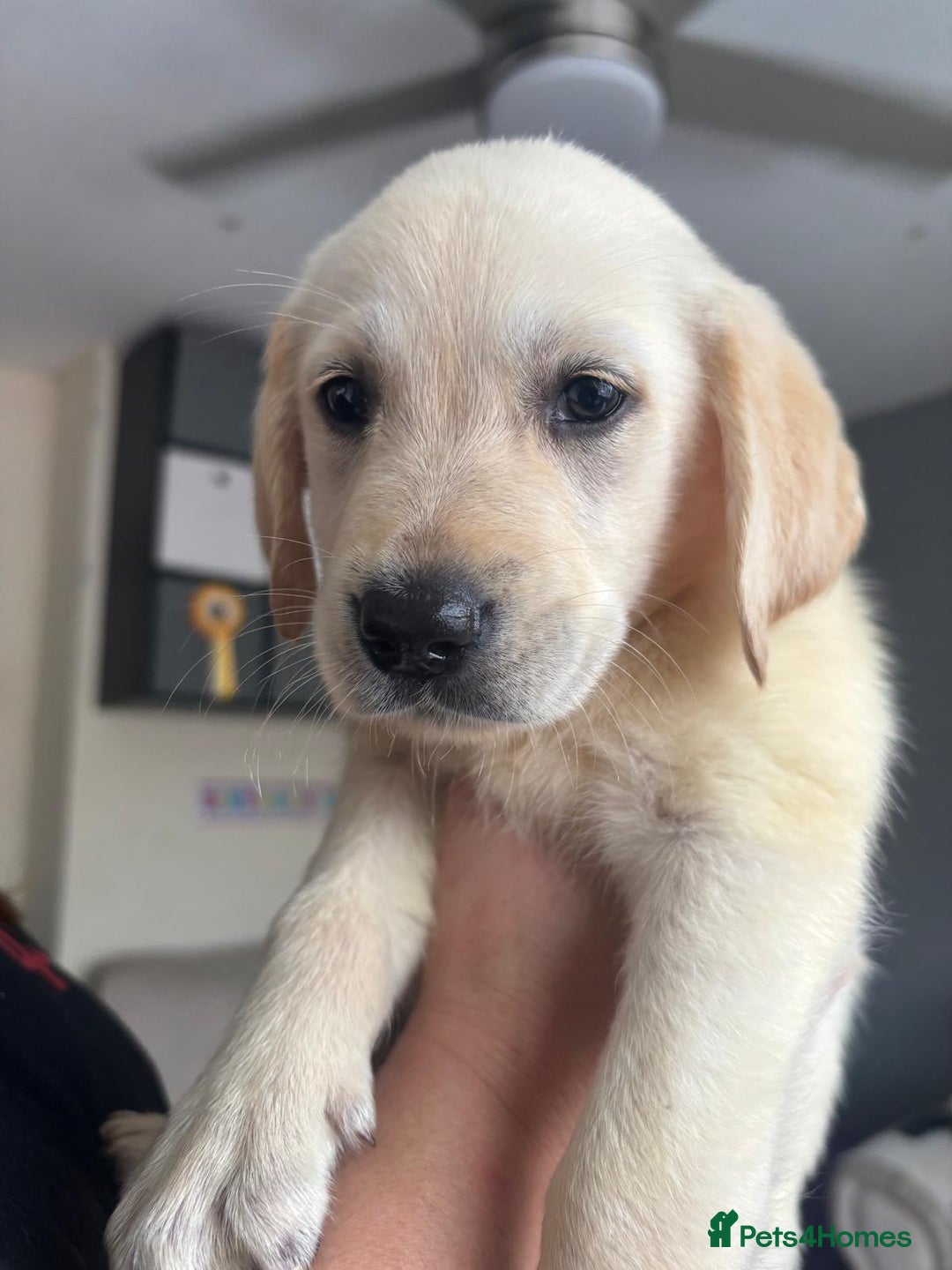 Goldador dogs for sale: Goldador puppies 3 girls - Image 6