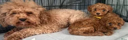 Cavapoo dogs for sale: Two beautiful Fox Red Cavapoo pups in Canterbury - Advert 3