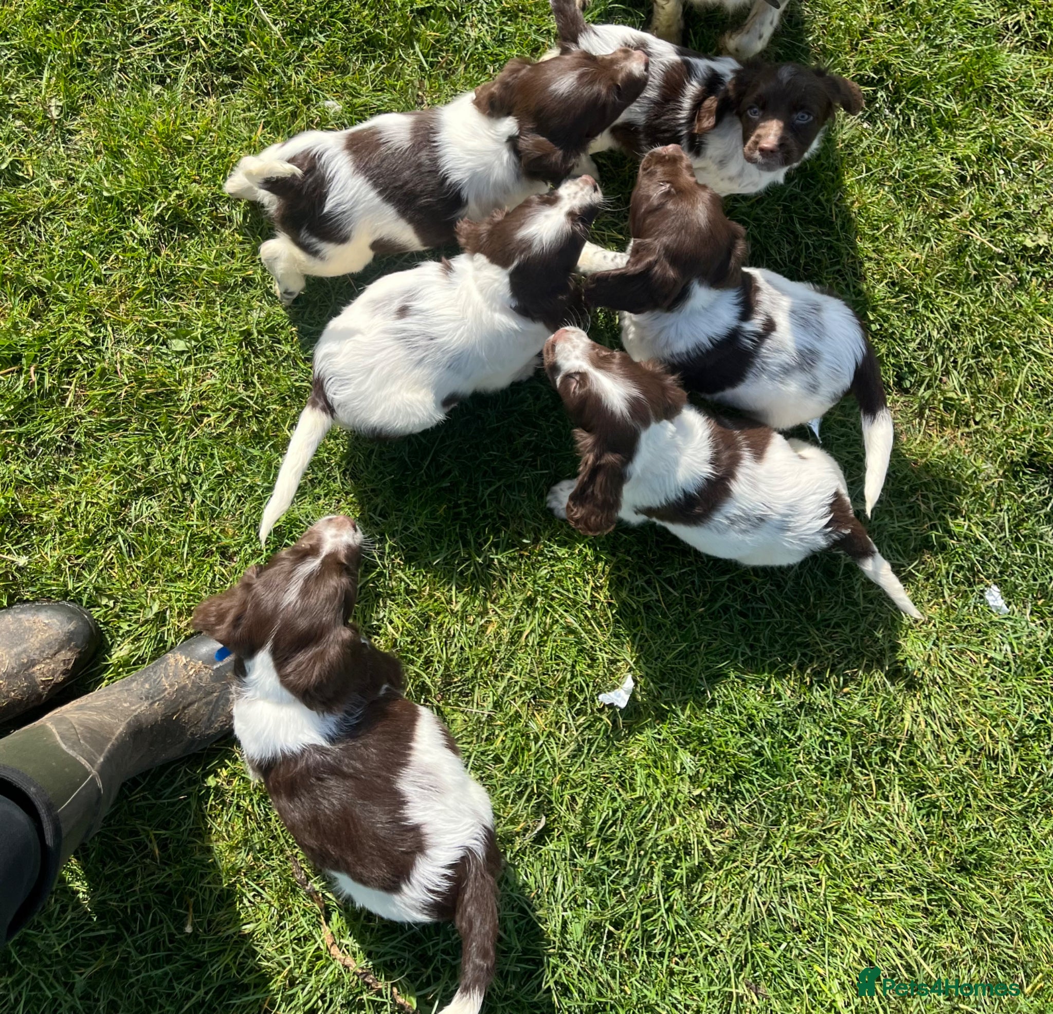 English Springer Spaniel dogs English springer spaniel puppies - Advert 1