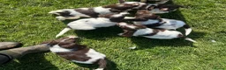 English Springer Spaniel dogs for sale: English springer spaniel puppies - Advert 1