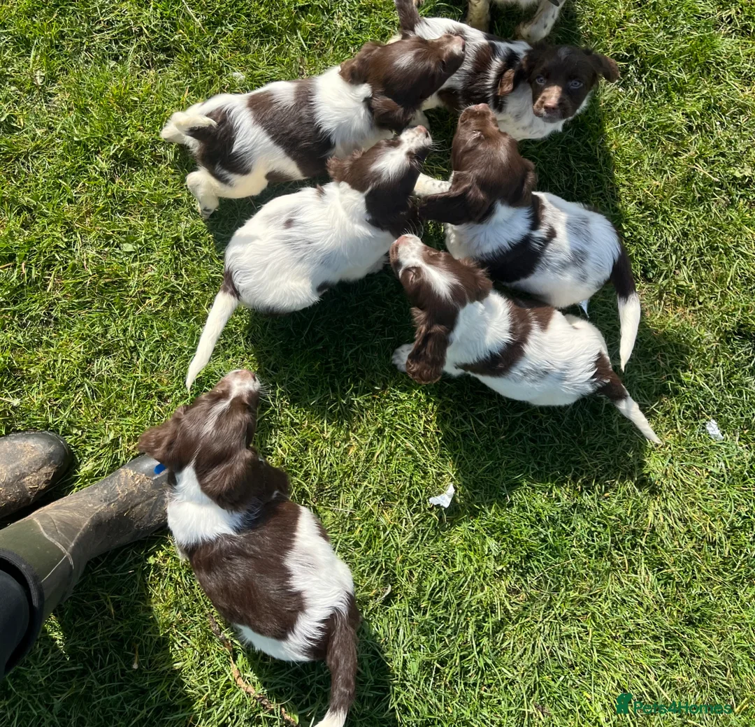 English Springer Spaniel dogs for sale: English springer spaniel puppies - Advert 1