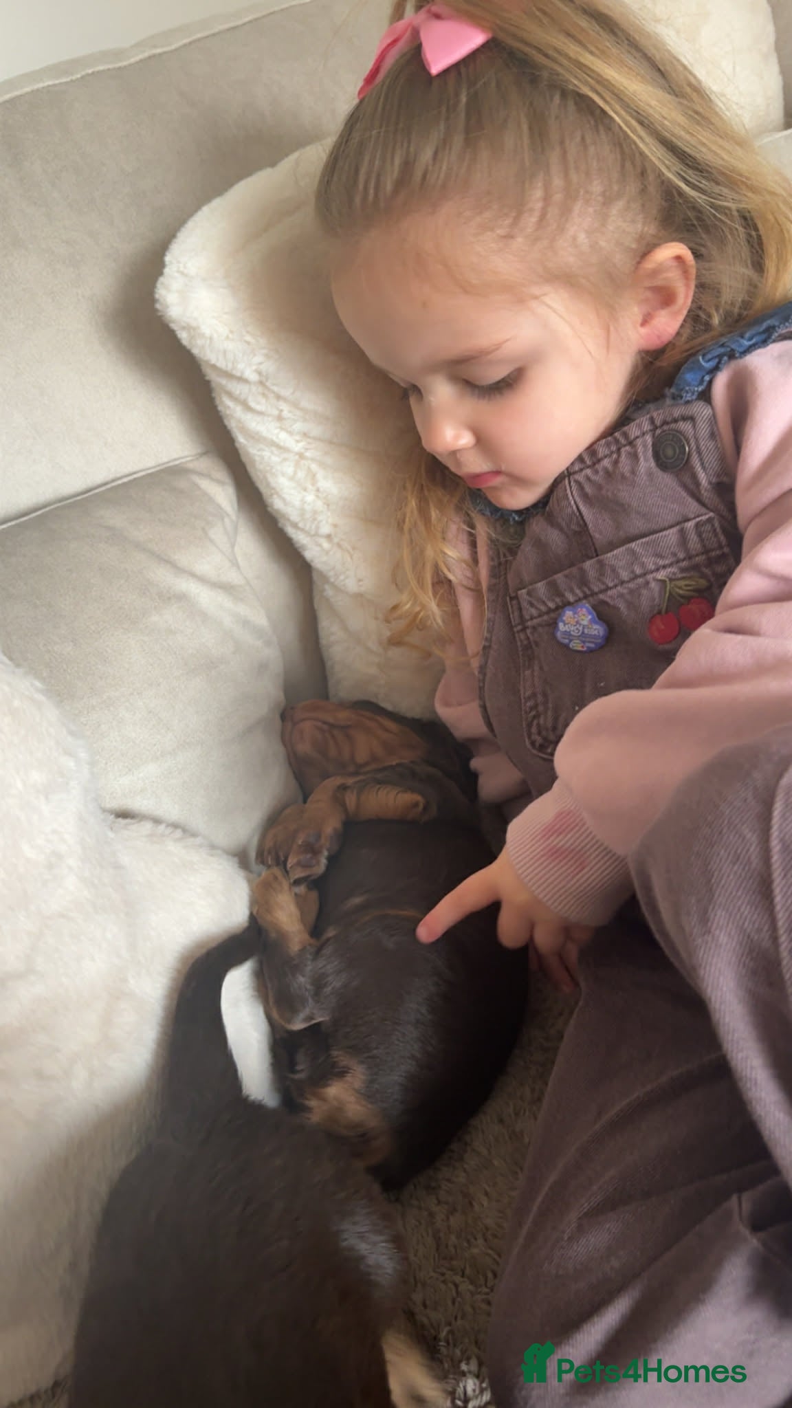 Cocker Spaniel dogs Beautiful chocolate and tan working cockers - Advert 15