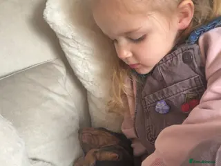 Cocker Spaniel dogs Beautiful chocolate and tan working cockers - Advert 15