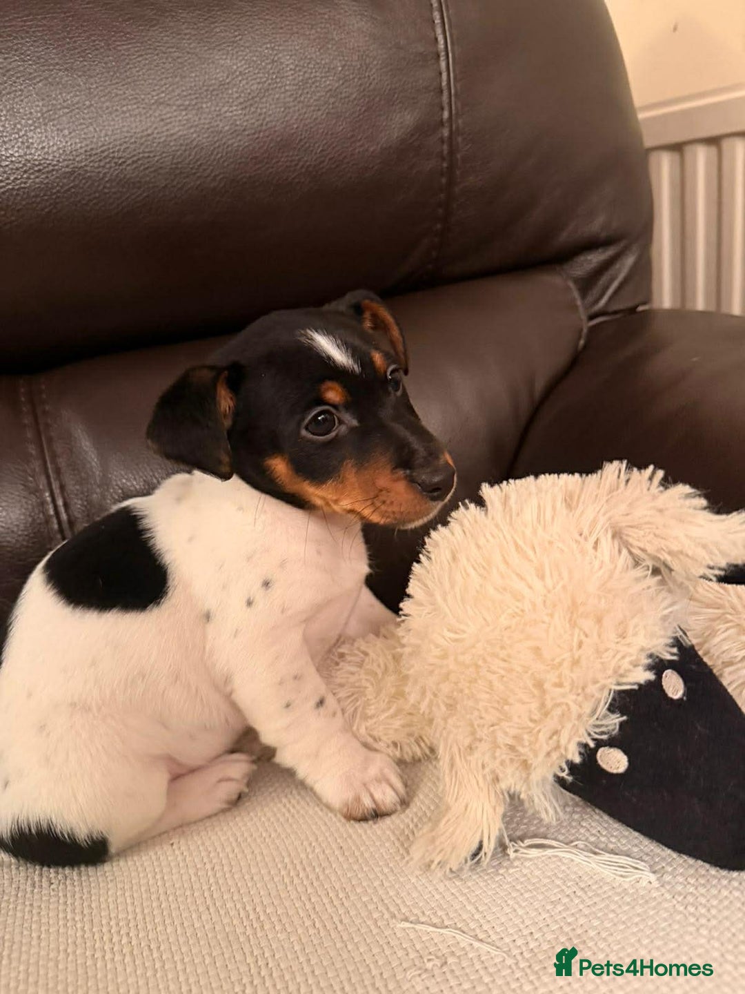 Jack Russell dogs for sale: Adorable Miniature  Jack Russell Pups For Sale - Advert 7
