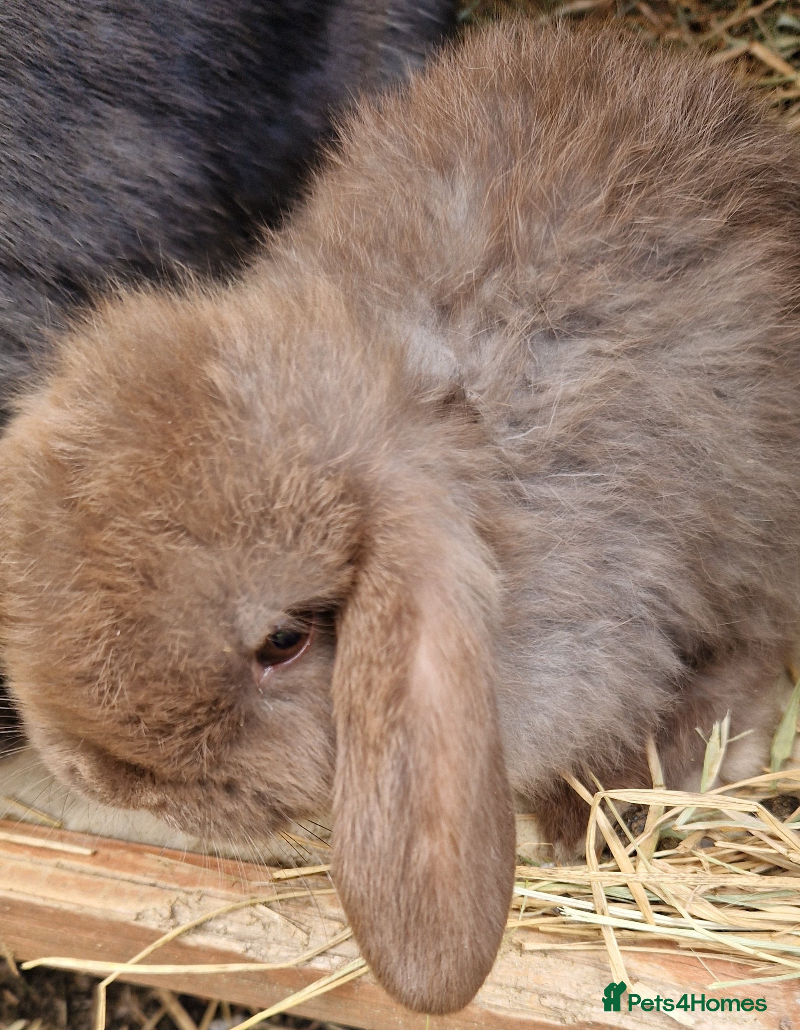 Mini Lop rabbits Mini Lop Baby Rabbits–Ready for Loving Homes - Advert 16