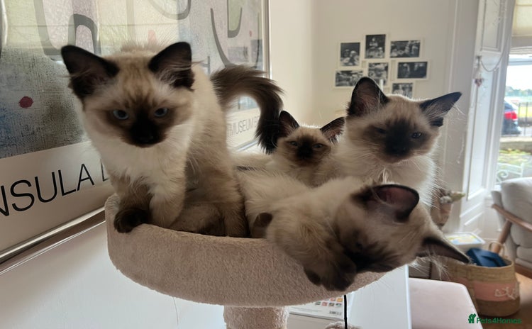 Ragdoll cats - Advert 1