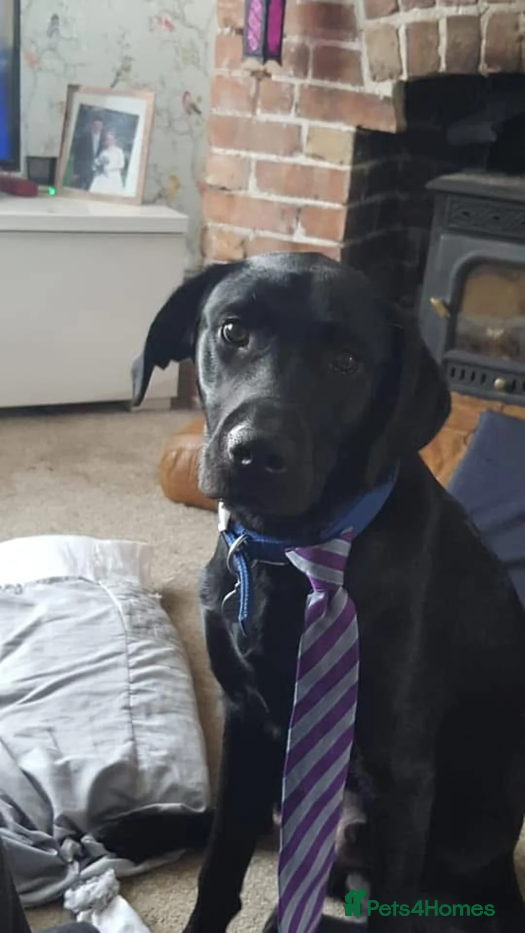 Labrador Retriever dogs for sale: Gorgeous 4month old black lab - Advert 2