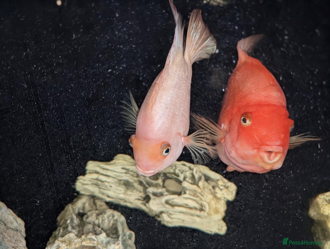 Cichlids fish for sale: Large pair of parrot cichlids  - Advert 2