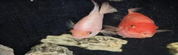 Cichlids fish for sale: Large pair of parrot cichlids  - Advert 2