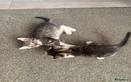 Mixed Breed cats for sale: Three beautiful kittens  - Image 21