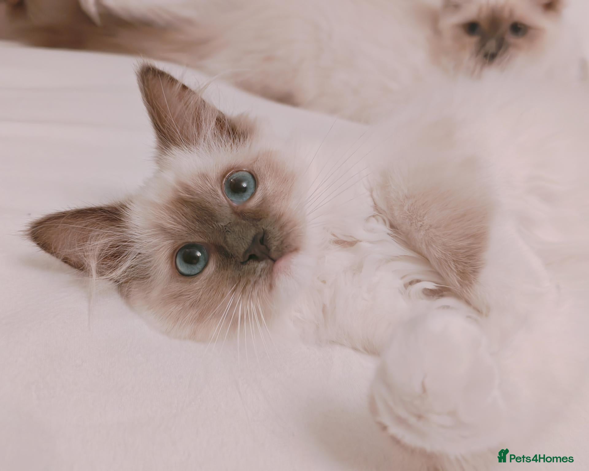 Ragdoll cats Raised with Love, ready for forever homes 🏠❤️ - Advert 4