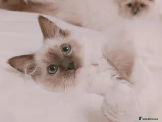 Ragdoll cats Raised with Love, ready for forever homes 🏠❤️ - Advert 4